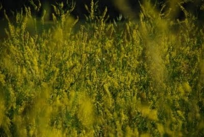 tall grass with yellow flowers in the foreground and dark sky in the back ground