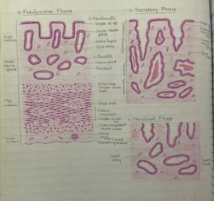 Endometrium Histology Diagram