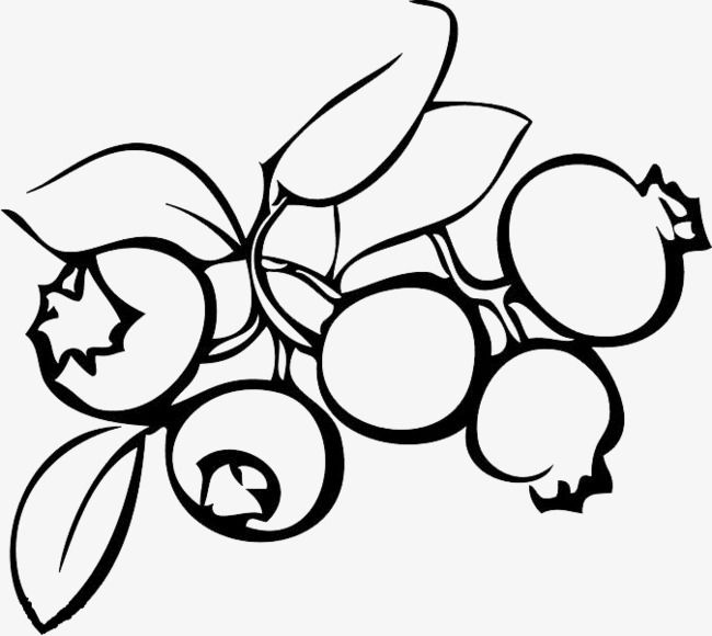 a bunch of fruit with leaves and berries coloring page for kids, transparent png