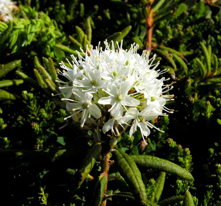 some white flowers and green leaves in the sun