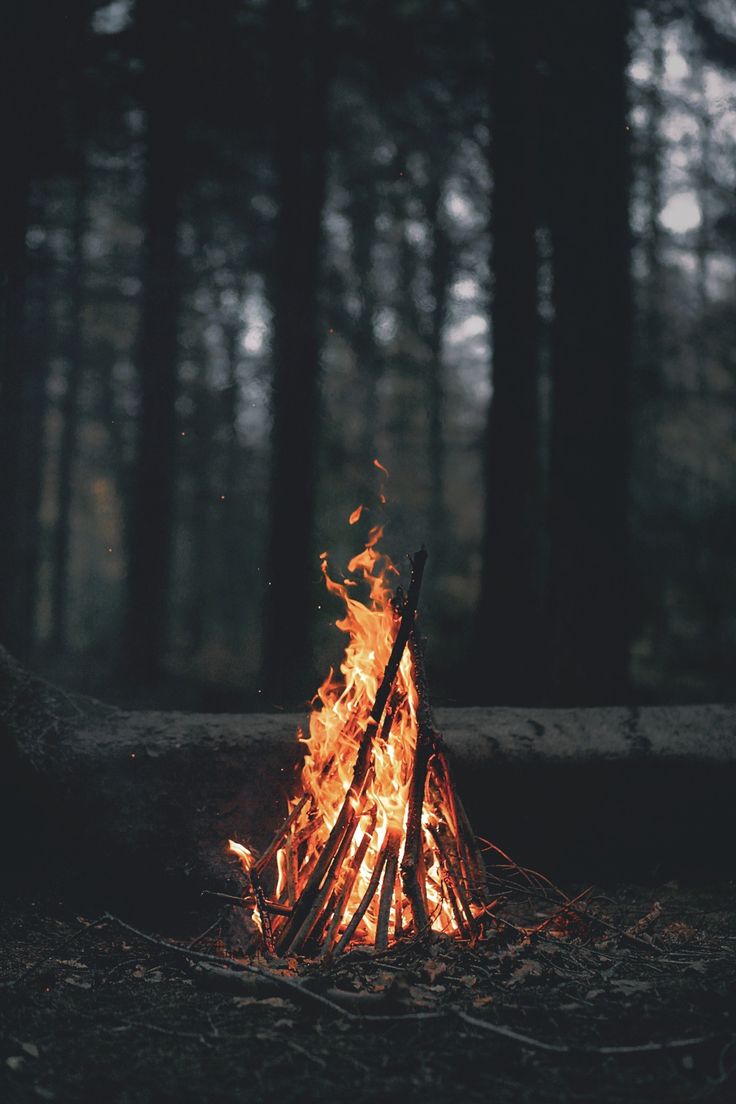 a campfire in the middle of a forest