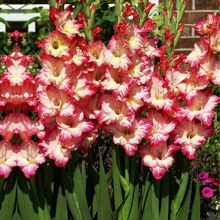 pink and white flowers growing in a garden