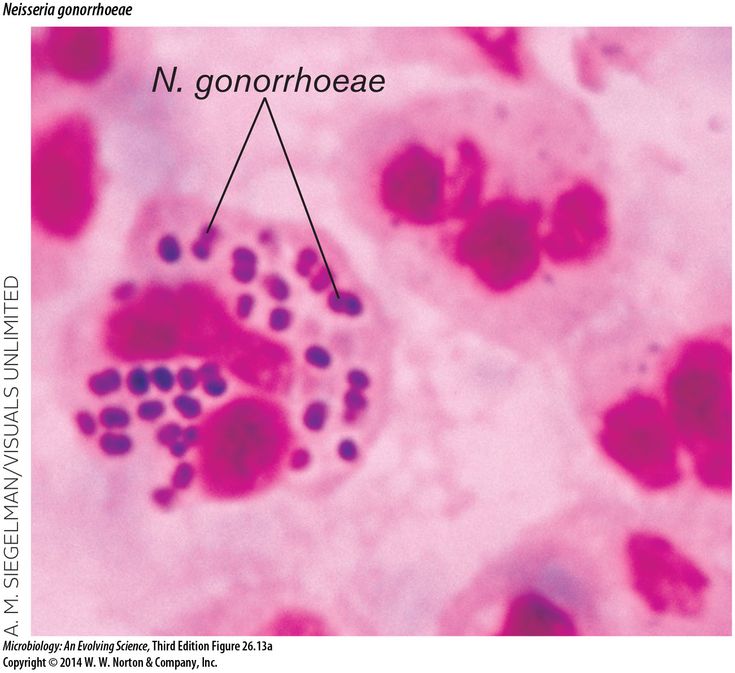 an animal cell is shown with red and blue dots on it's surface, while the