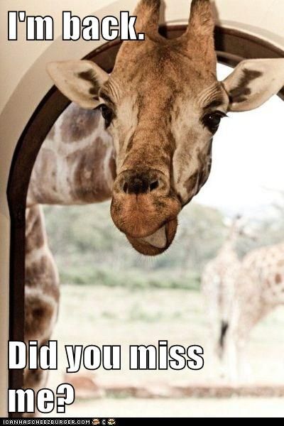 a giraffe sticking its tongue out and looking at the camera with caption that says, because me do you have any grey poupon?