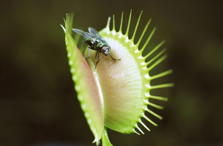 a fly sitting on top of a green flower