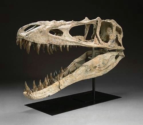 an animal skull is displayed on a black stand