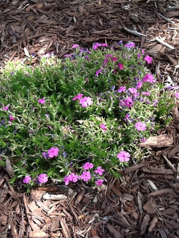 some purple flowers are growing in the dirt