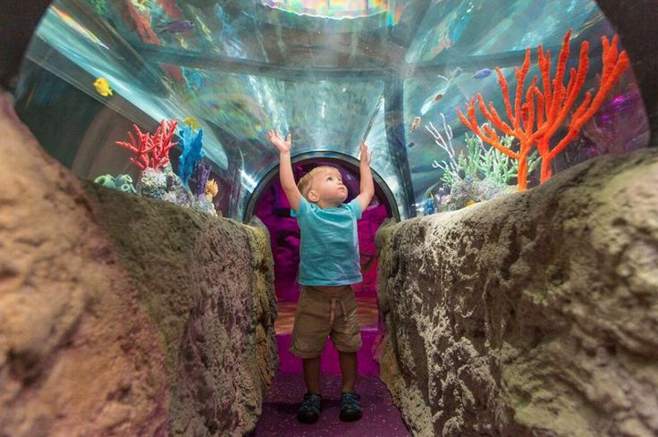 a little boy standing in front of a tunnel with corals and other marine life