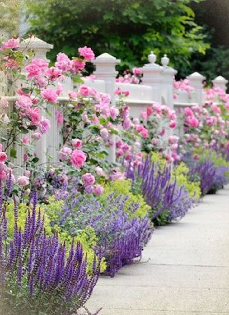 pink and purple flowers line the side of a white picket fence