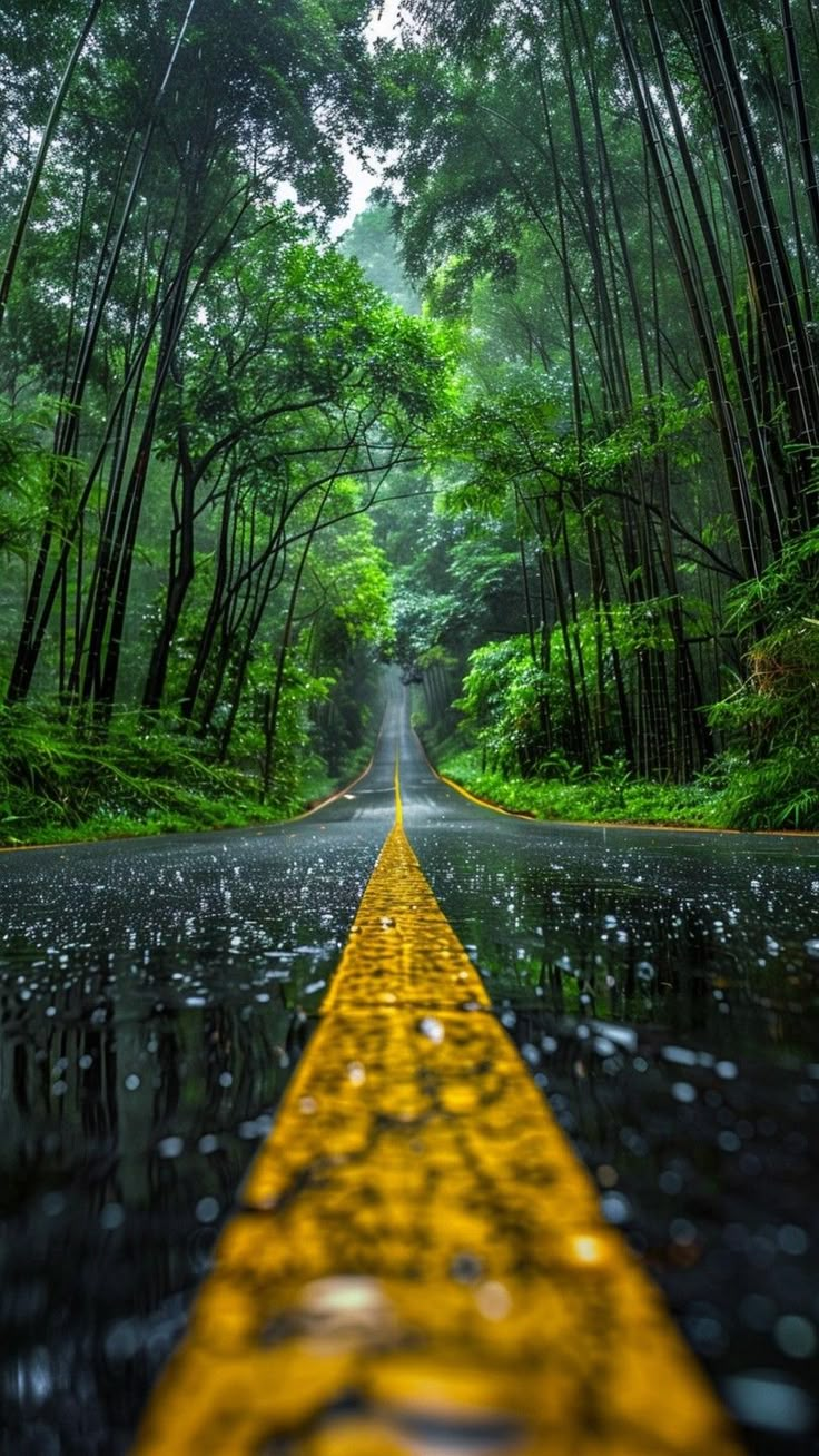 a yellow line on the side of a road surrounded by tall green trees and water