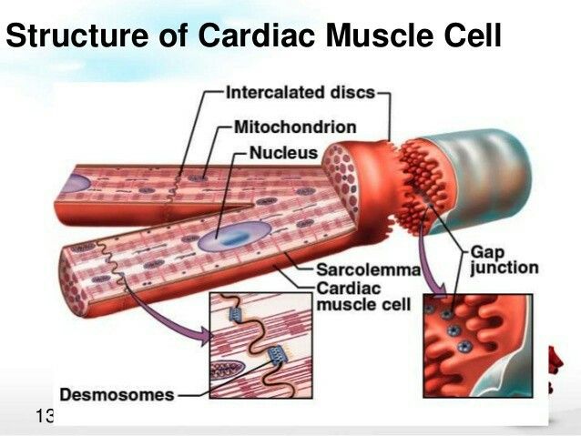 diagram of the structure of a muscle cell with labels on each section and description of its functions