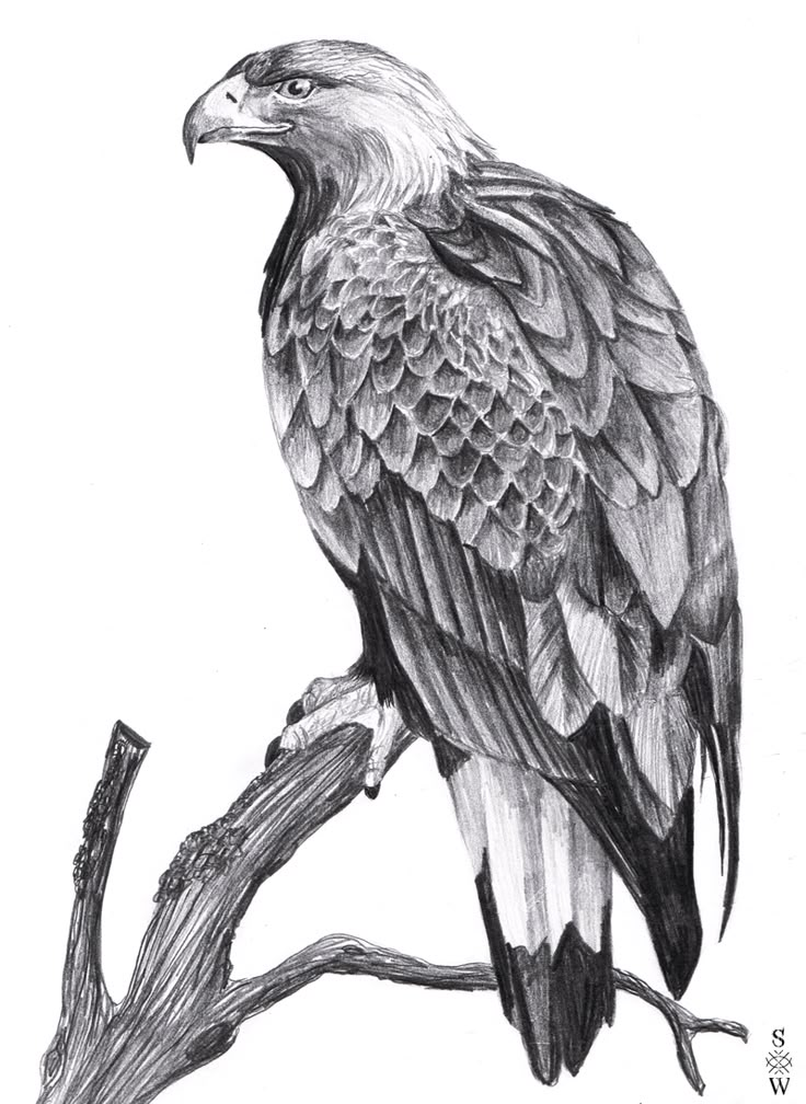 a pencil drawing of an eagle sitting on top of a tree branch with its wings spread