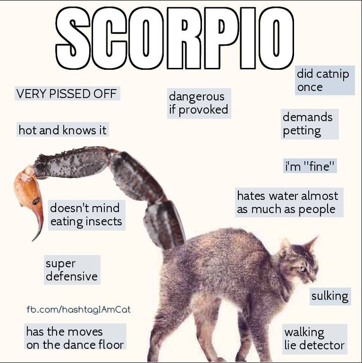 an image of a cat with words describing it's different types of scorpios