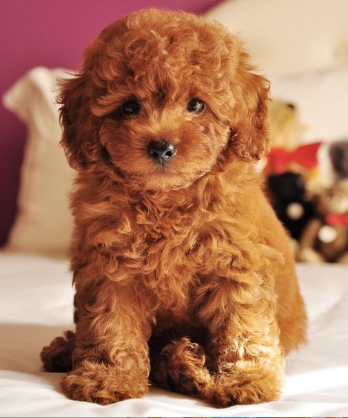 a brown puppy sitting on top of a bed next to a stuffed animal dog and teddy bear