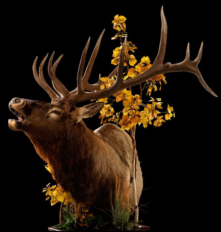 an image of a deer with flowers on it's antlers in front of a black background