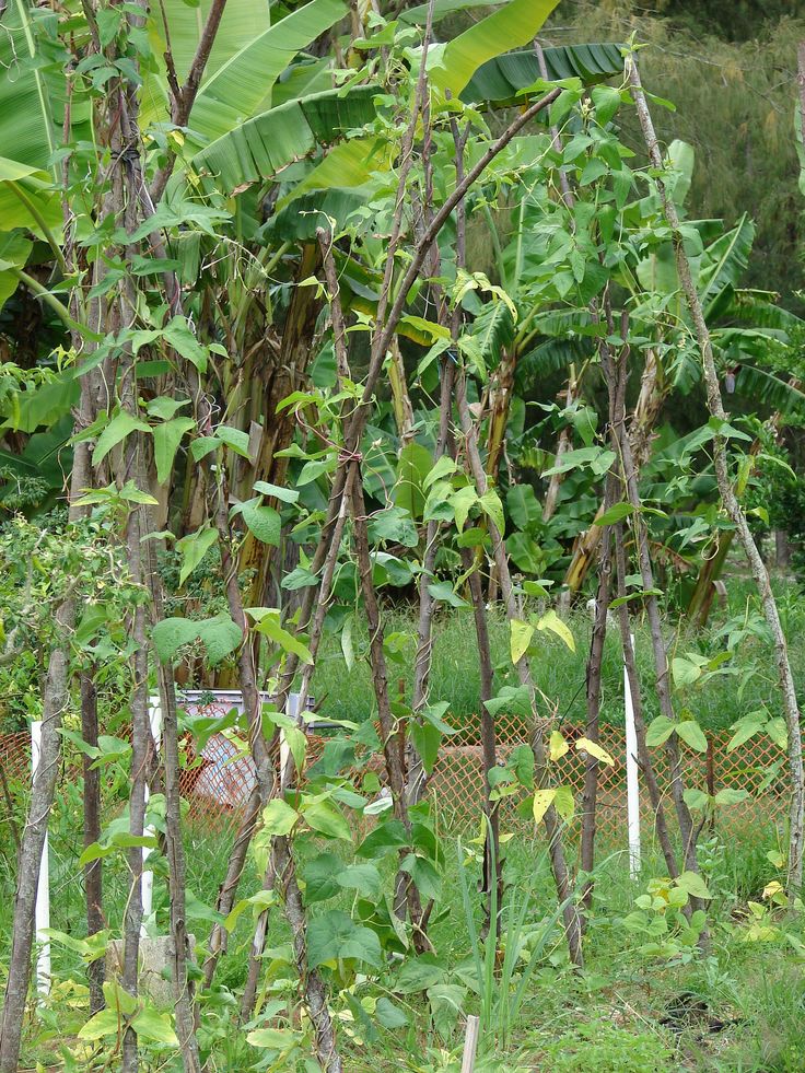 a bunch of trees that are next to each other in the grass and some bushes