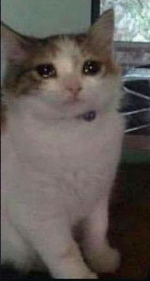 a cat sitting on the floor looking at the camera