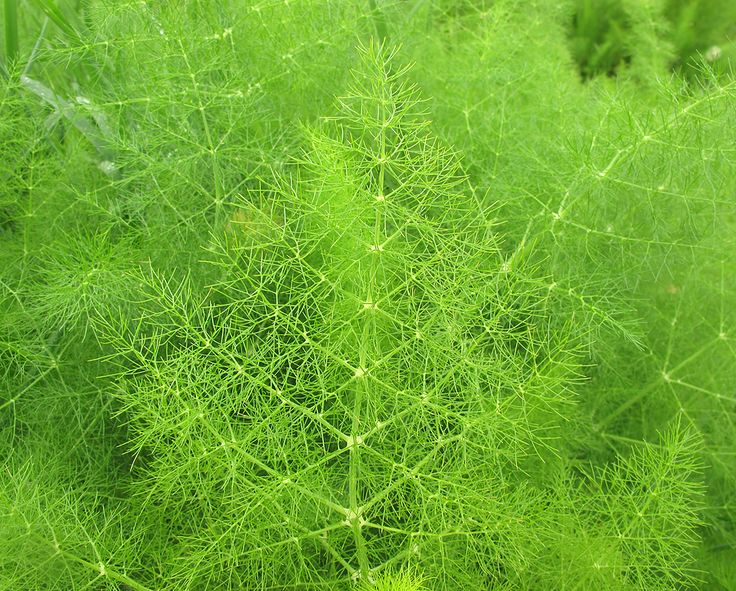 a green plant in the middle of some grass