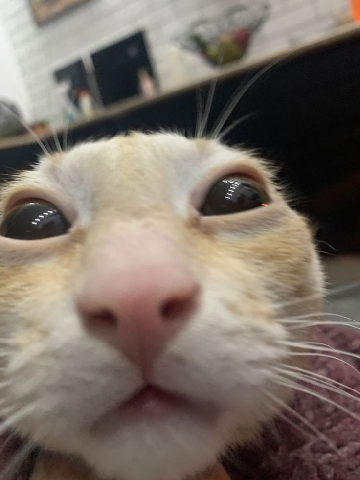 a close up of a cat's face with it's eyes wide open