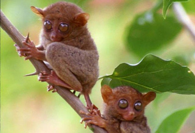 two small brown animals sitting on top of a tree branch