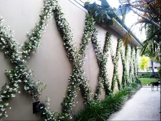 some white flowers are growing on the side of a building