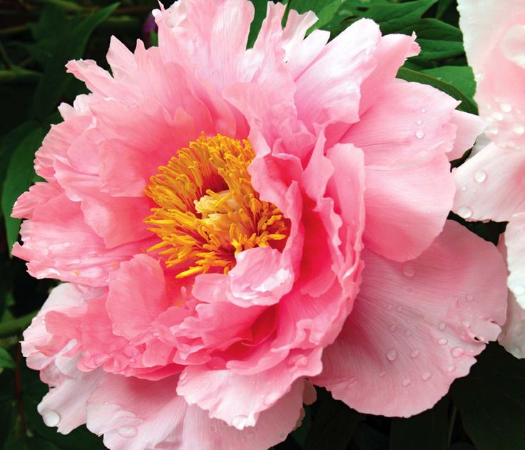 a pink flower with yellow stamens and water droplets on it's petals