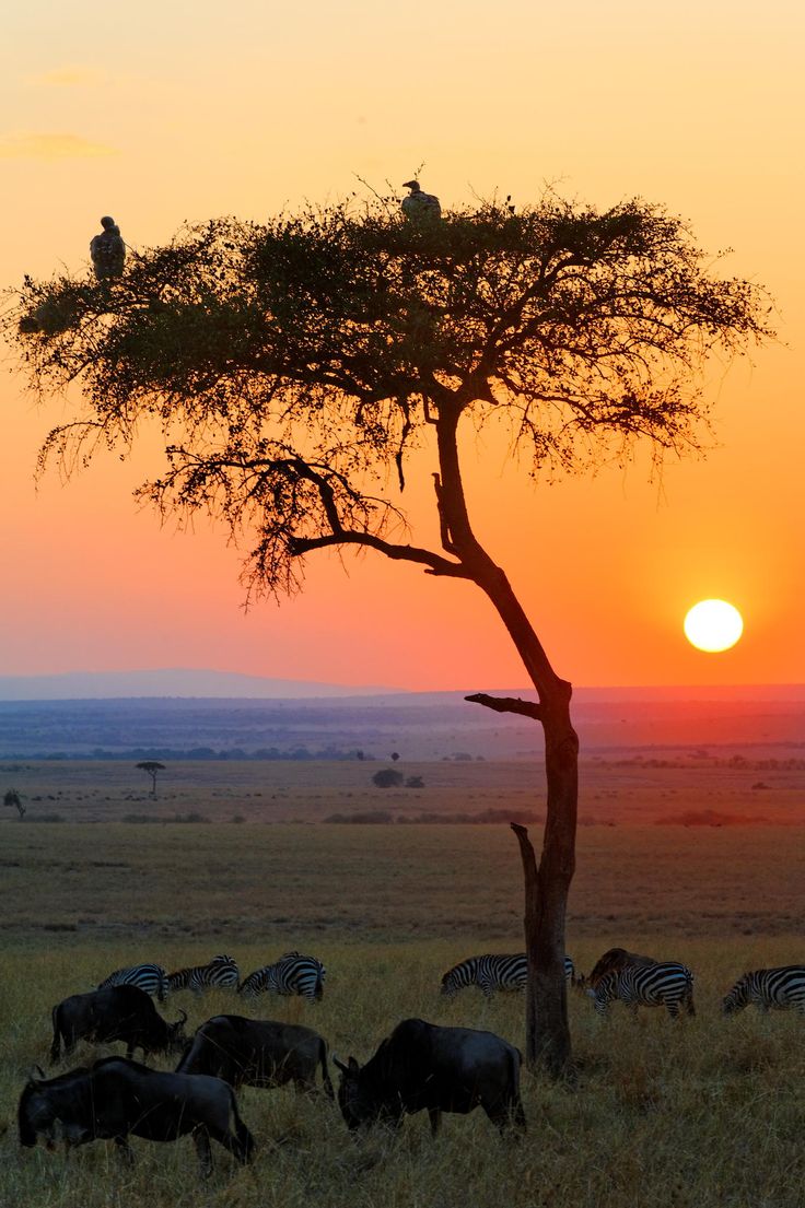 two birds are perched on the top of a tree as the sun sets in the background