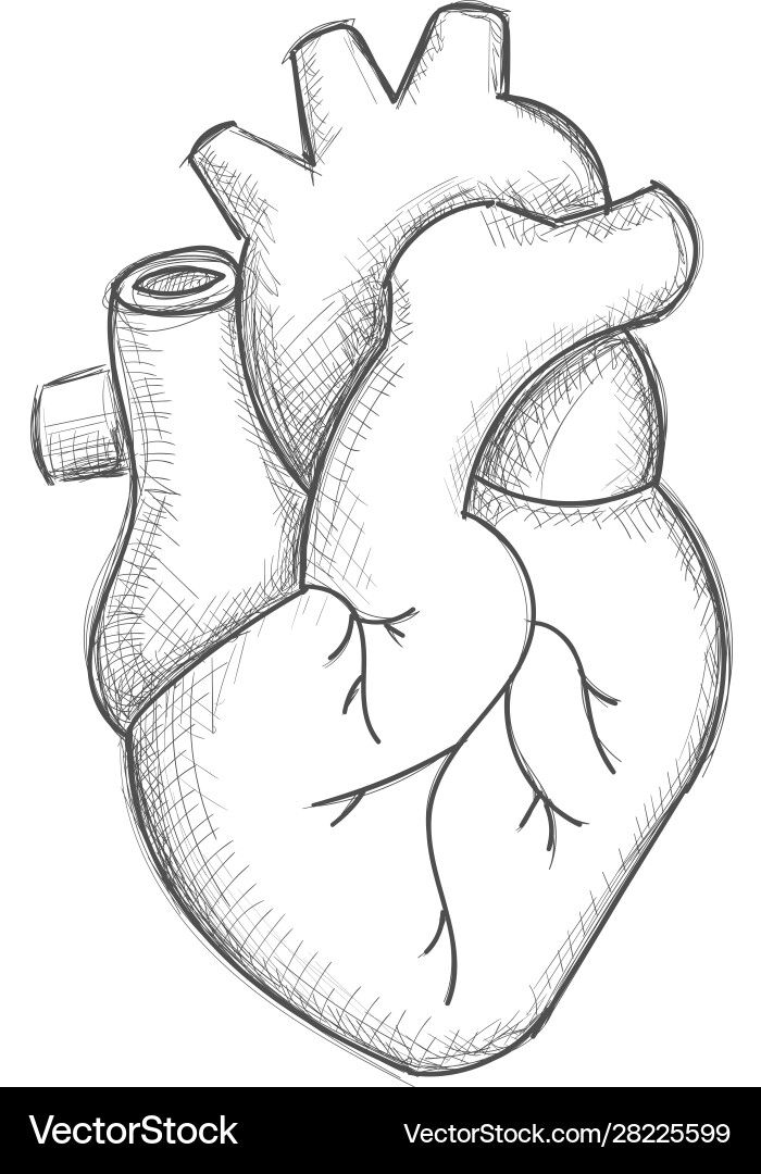 a drawing of the human heart