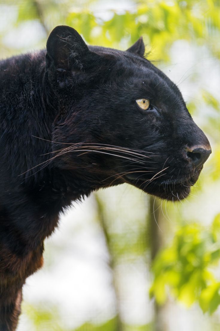 a black cat with blue eyes staring at something