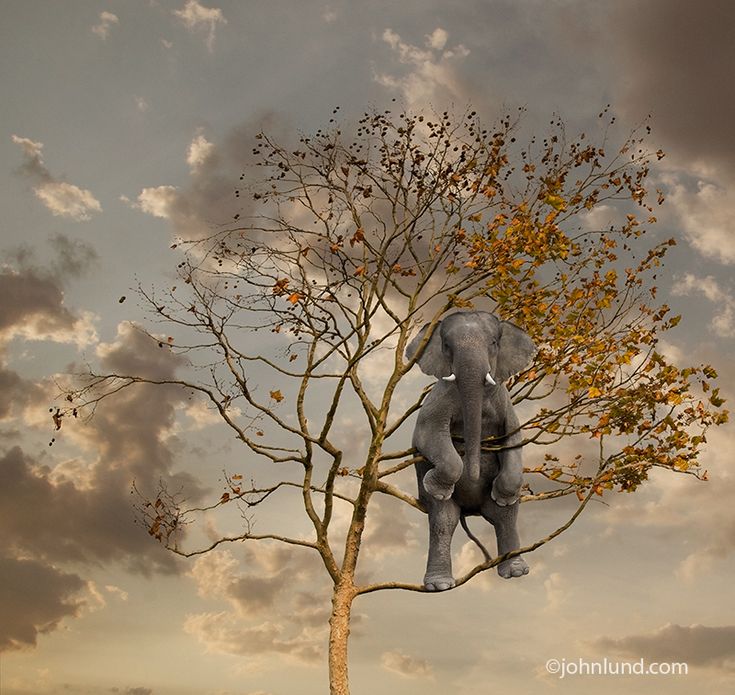 an elephant sitting on top of a tree with clouds in the sky behind it,