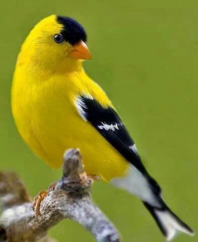 a yellow and black bird sitting on top of a tree branch in front of a green background