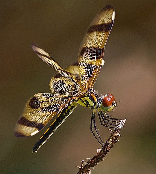 a dragonfly sitting on top of a plant