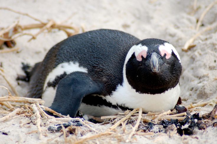 a penguin is sitting in the sand and looking up at something that looks like it has pink eyes