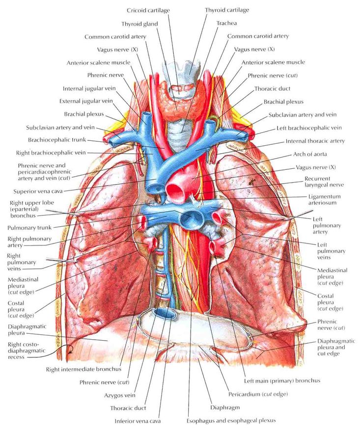 the anatomy of the human body and its major structures, including the lungs, thors,