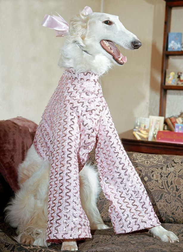 a white dog sitting on top of a couch wearing a pink shirt and matching pants