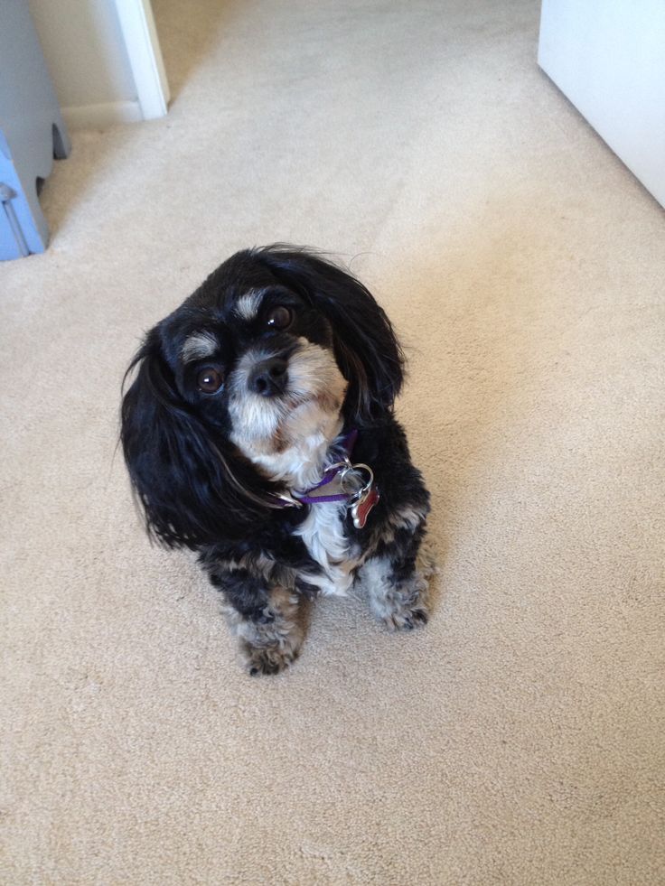 a small black and white dog sitting on top of a carpeted floor next to a door