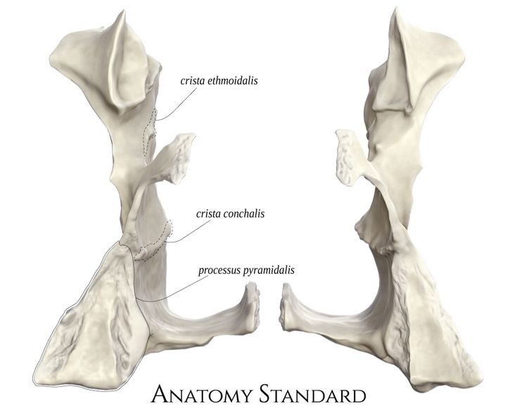 the anatomy of the lower limb and upper limb, including the cranings