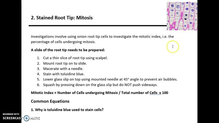 AQA A LEVEL BIOLOGY - REQUIRED PRACTICAL 2: MITOSIS | A level biology ...