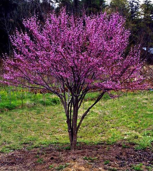 a small tree with purple flowers in the grass