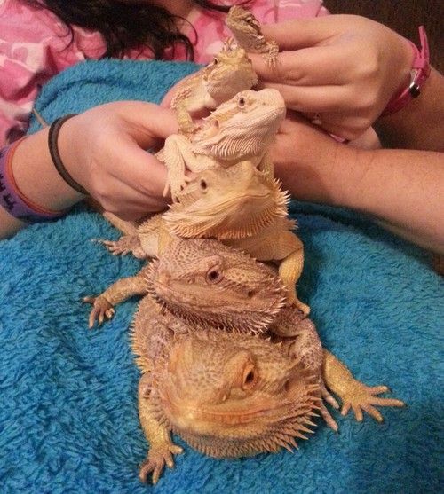 a woman petting two lizards on top of a blue towel