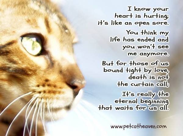 a close up of a cat's face with a poem written in the background