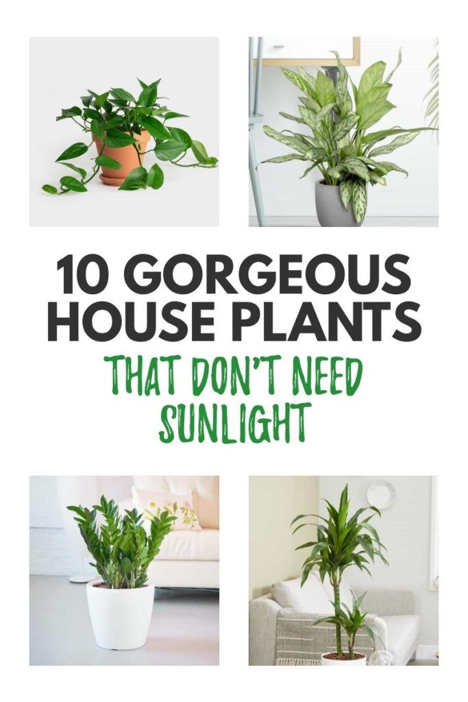 various house plants with the words 10 gorgeous house plants that don't need sunlight