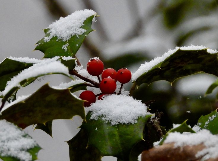 holly leaves covered in snow with red berries