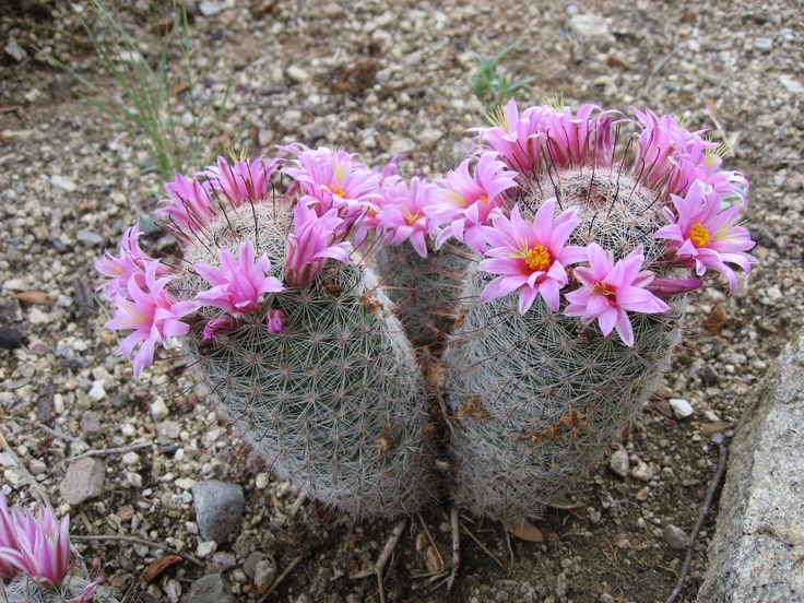 two cactus plants with pink flowers in the dirt near rocks and gravel on the ground