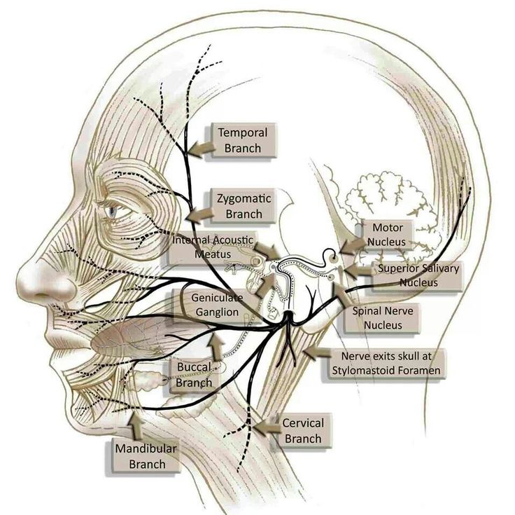 the head and neck are labeled with labels on each side, including the facial branches