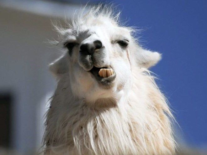 an alpaca with its mouth open and it's tongue hanging out in front of the camera