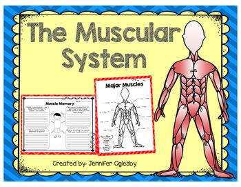 Muscular System Complete Unit in both Print and Digital | Muscular ...