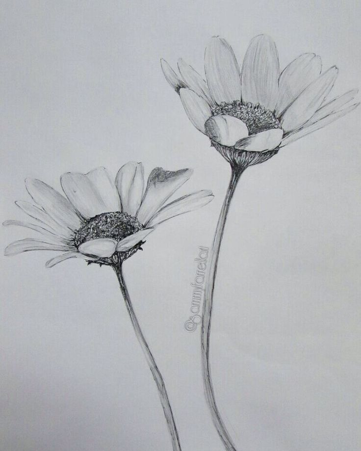 two flowers are drawn in pencil on a sheet of paper with the word love written below them