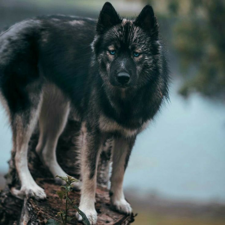 a black and white dog standing on top of a tree stump next to a body of water