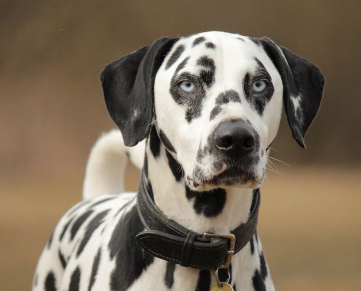 a dalmatian dog with black and white spots on it's face looking at the camera